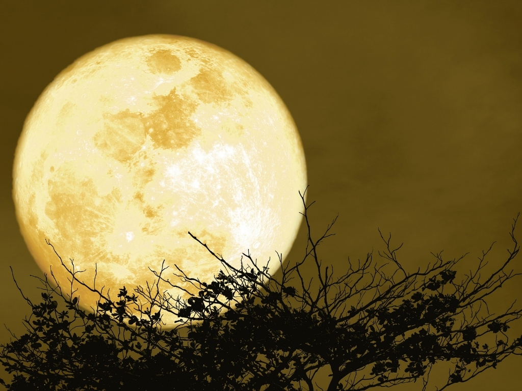 Poliphilos Underwurlde acacia moon