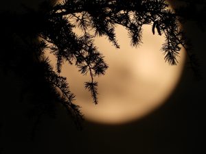 Poliphilos Underwurlde spruce moon