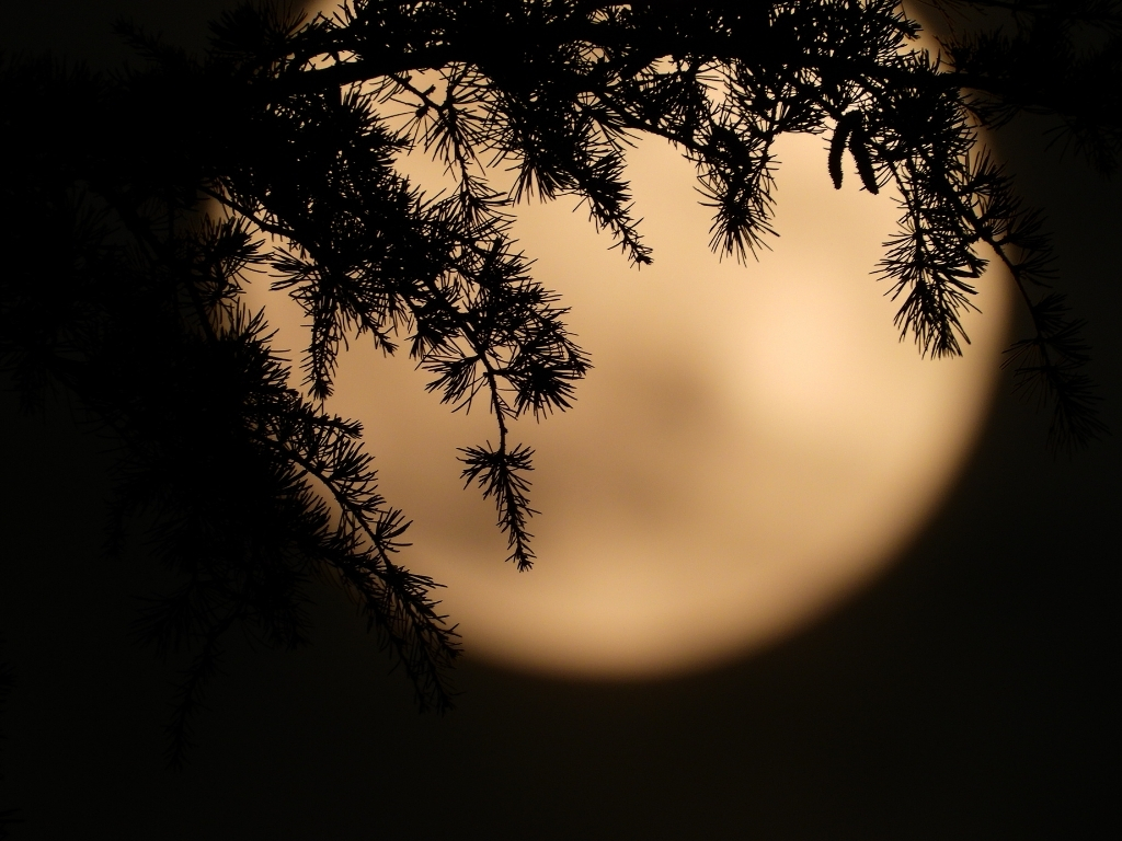 Poliphilos Underwurlde spruce moon