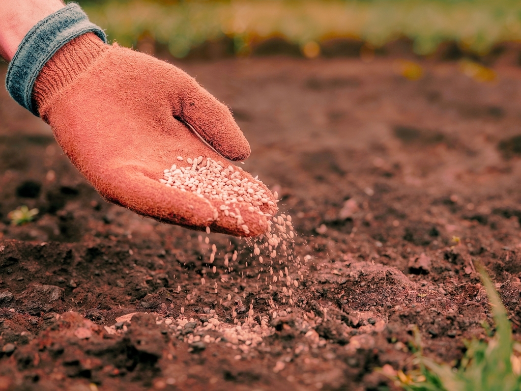Morning - Tilling the land