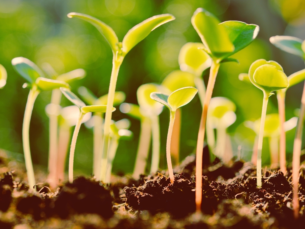 Morning - Sprouts