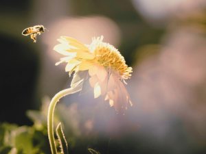 Last Rose Of Summer - Honey bee