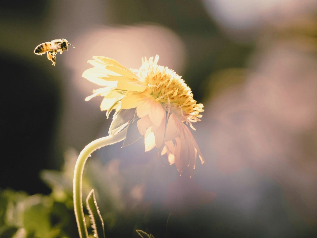 Last Rose Of Summer - Honey bee
