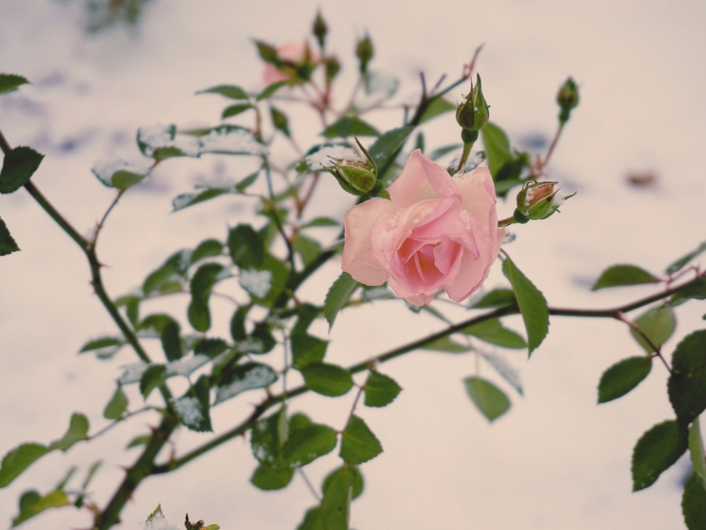Last Rose Of Summer - Rose